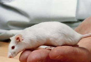 Des chercheurs éliminent le virus du sida chez des souris infectées