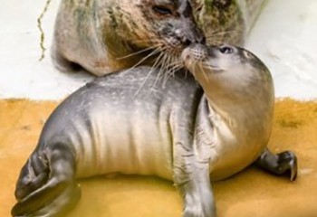 Allemagne Au nom de la tolérance, visite sur l'homosexualité au Zoo de Munich