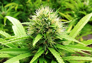 Chanvre bien-être et mission d’information sur les usages du cannabis
